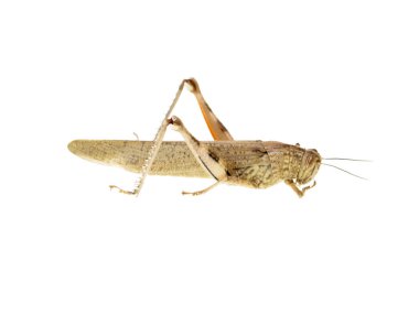 beyaz zemin üzerine çekirge