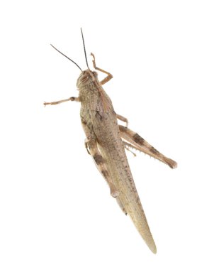 beyaz zemin üzerine çekirge