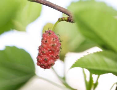 Doğadaki ağaçta dut üzümü