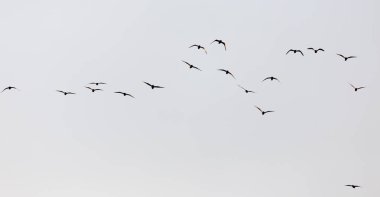 Gün batımında gökyüzünde bir martı sürüsü