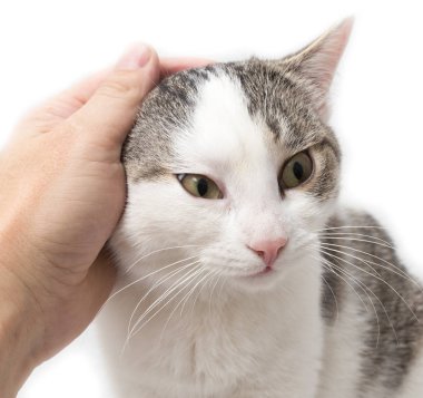 gelincik kedi beyaz bir arka plan üzerinde eller