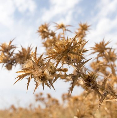 gökyüzüne karşı kuru dikenli ot