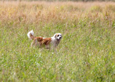 Çimenlerin üzerinde açık havada çalışan köpek