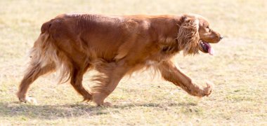 kırmızı köpek niteliğine