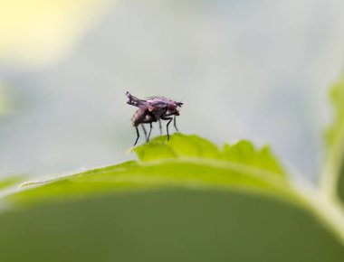 doğada küçük bir böcek. Makro