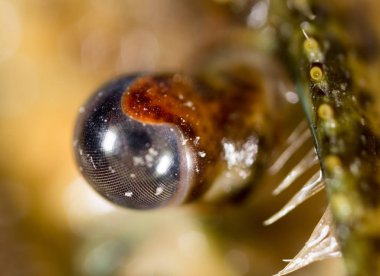 kerevit, yakın çekim gözler