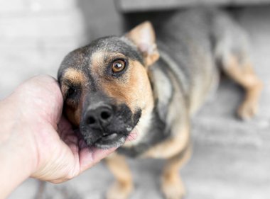 adam köpek el okşadı