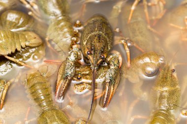 Arka plan olarak suda yaşayan kerevit