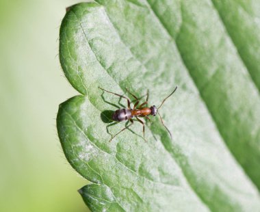 karınca doğada. Makro