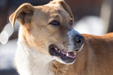 insan köpeklere bile niteliğine