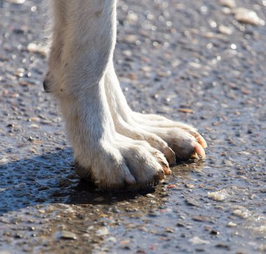 köpek pençeleri yere