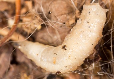 Beyaz doğada larvalar. makro