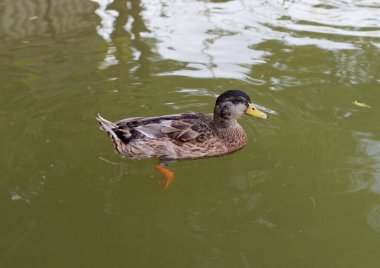 doğada bir havuzda ördekler