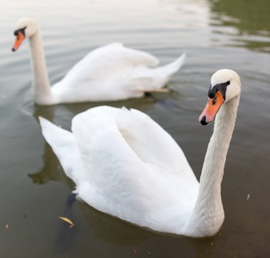 doğada bir havuzda iki kuğu