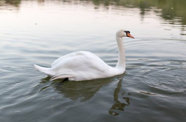 Doğada bir havuzda Kuğu