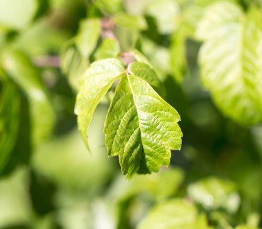 Ağaçtaki yeşil yapraklar