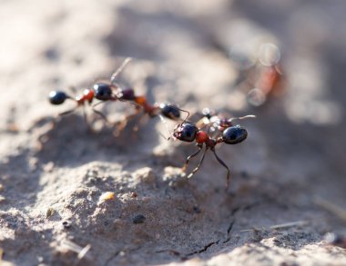 Karıncalar yere. Makro