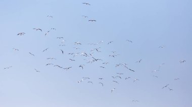 Uçan bir martı sürüsü