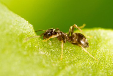 karınca üzerindeki yeşil yaprak. Makro