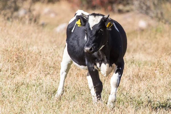 秋に放牧牛 — ストック写真
