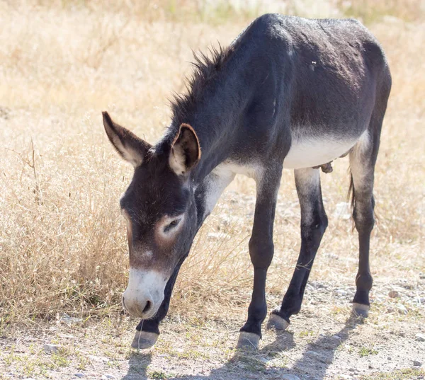 Porträtt av en åsna på naturen höst — Stockfoto