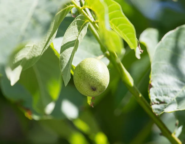 Green walnuts on the tree — Stock Photo, Image
