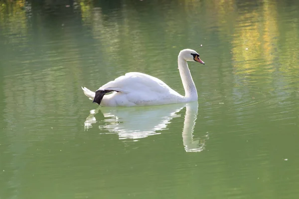 Labuť bílá na jezeře — Stock fotografie