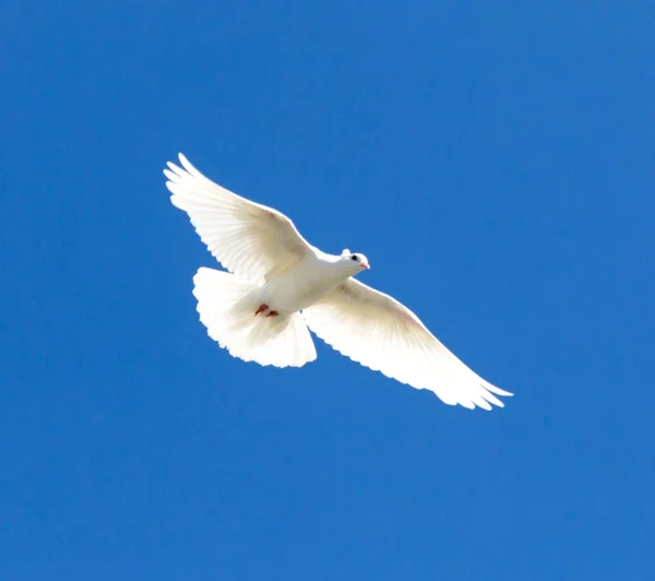 Weiße Taube am blauen Himmel — Stockfoto