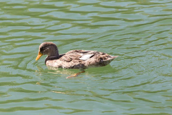 Pato no lago na natureza — Fotografia de Stock