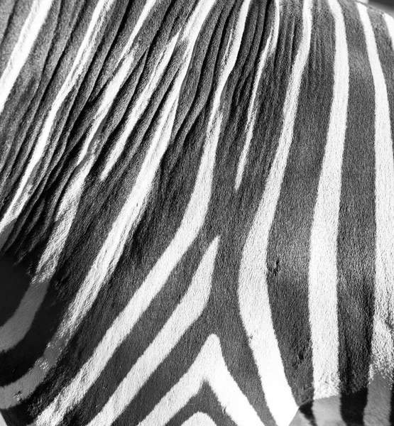 Полосы зебры, как фон — стоковое фото