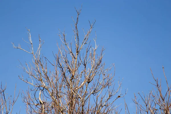 Ramos de árvores nuas contra o céu — Fotografia de Stock