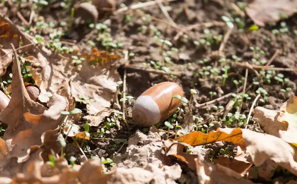 Acorn on the ground — Stock Photo, Image