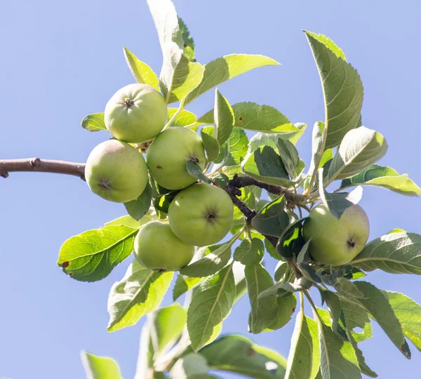 Manzanas verdes en el árbol —  Fotos de Stock