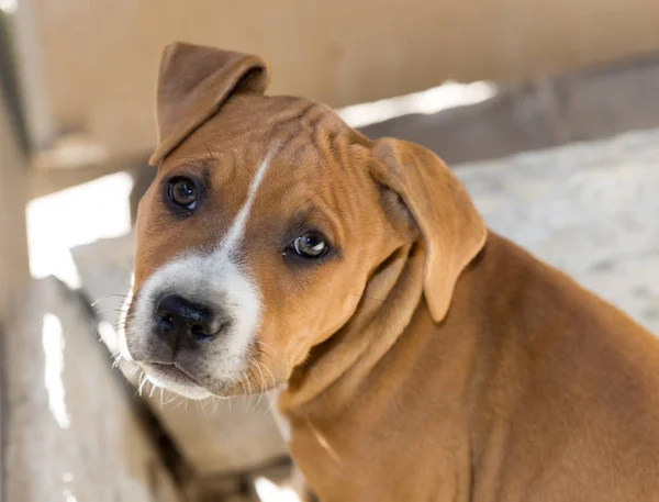 Portrait redhead pit bull dog — Stock Photo, Image