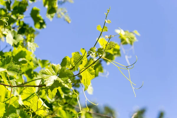 Uvas en primavera en la naturaleza —  Fotos de Stock