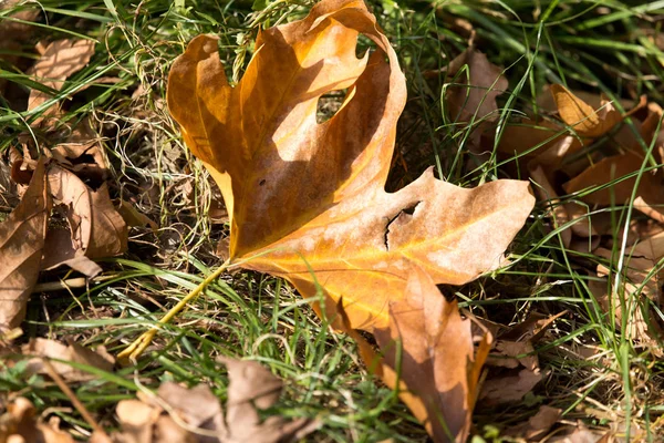 Levelek a földön ősszel — Stock Fotó
