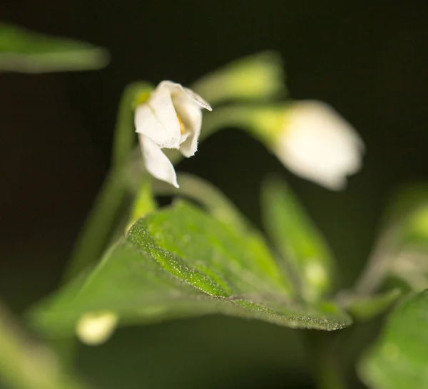 Mały piękny kwiat. szczelnie-do góry — Zdjęcie stockowe