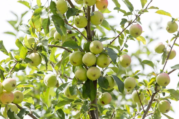 Jabłka na drzewie w przyrodzie — Zdjęcie stockowe