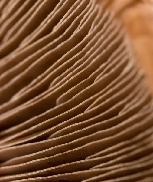 Cap cogumelo como pano de fundo — Fotografia de Stock