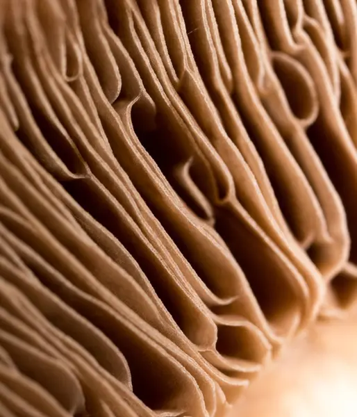 Cap mushroom som bakgrund — Stockfoto