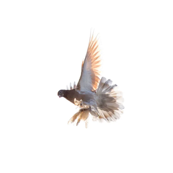 Beyaz arka plan üzerinde güvercin — Stok fotoğraf