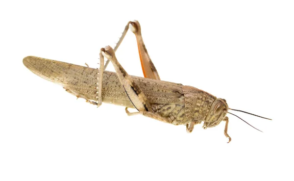 Grasshopper on a white background — Stock Photo, Image