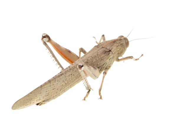 Grasshopper on a white background — Stock Photo, Image