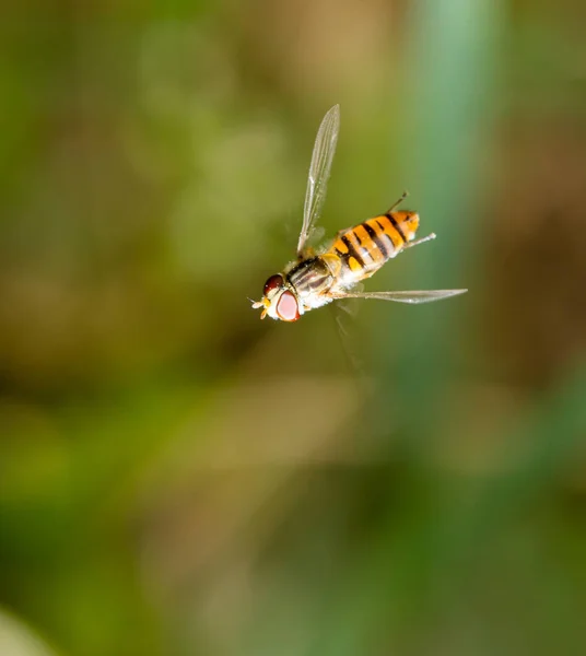 Vliegen tijdens de vlucht in de natuur. macro — Stockfoto