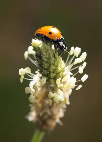 Ladybird doğa üzerinde. Makro — Stok fotoğraf
