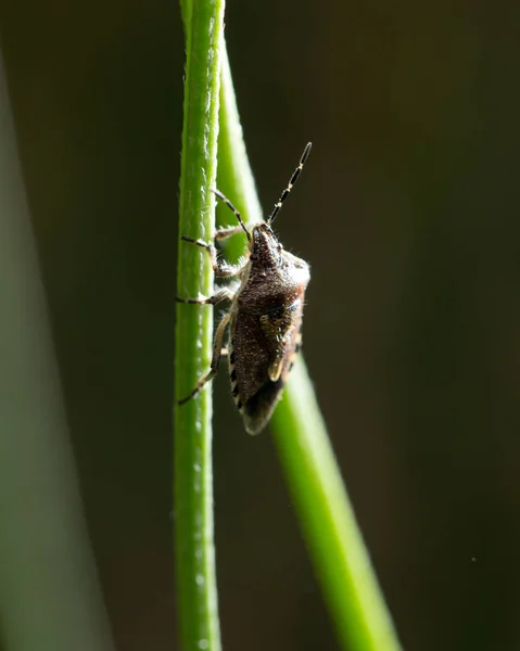 Käfer Stinktier in der Natur. Makro — Stockfoto
