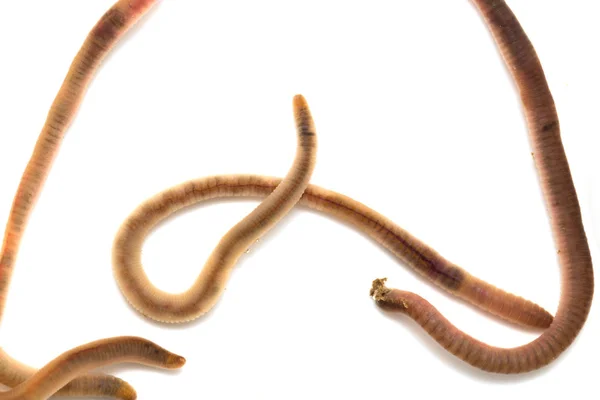 Regenwürmer auf weißem Hintergrund. Makro — Stockfoto