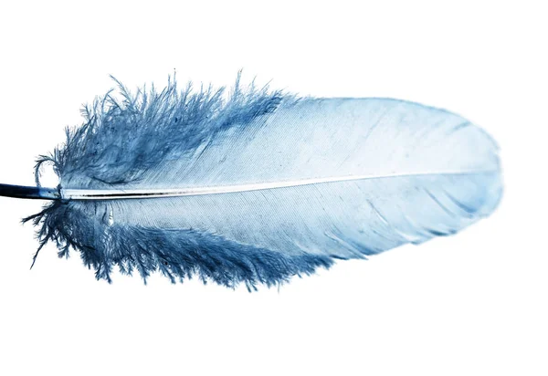 白色背景上的蓝色羽毛 — 图库照片