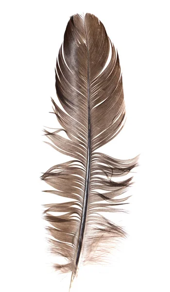 Feather on a white background — Stock Photo, Image