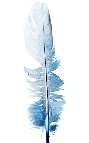 Pena azul sobre um fundo branco — Fotografia de Stock